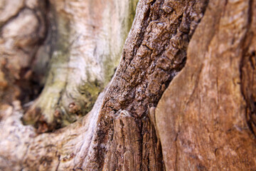 Beautiful relief tree bark close up