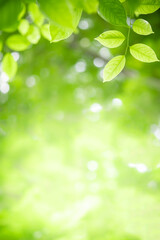 Amazing nature view of green leaf on blurred greenery background in garden and sunlight with copy space using as background natural green plants landscape, ecology, fresh wallpaper.