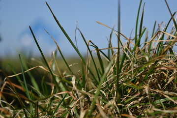 Beautiful green plant against the blue sky.