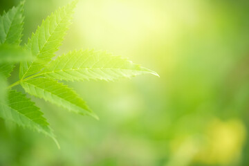 Amazing nature view of green leaf on blurred greenery background in garden and sunlight with copy space using as background natural green plants landscape, ecology, fresh wallpaper.