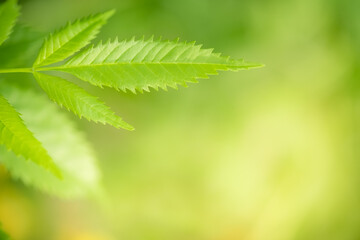Amazing nature view of green leaf on blurred greenery background in garden and sunlight with copy space using as background natural green plants landscape, ecology, fresh wallpaper.