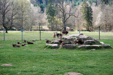 A herd of deer with stones and gras