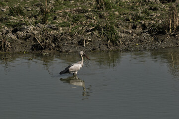 Stork