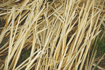 Dry reeds stacked together in a dried swamp. Reeds background.