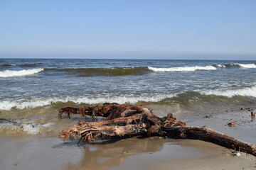 Beautiful wooden driftwood on the seashore.