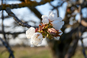 Selective focus shot of white apricot tree blossom