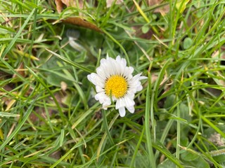 A chamomile on green grass field