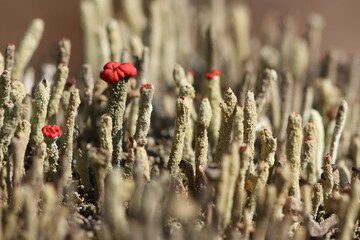 Very small mushrooms in the form of moss on an old tree in the forest. 