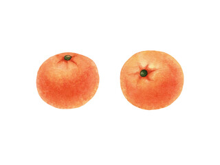 Hand drawn watercolor mandarins on white background isolated.