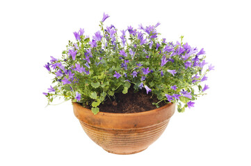 Campanula plant in a pot