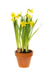 Narcissus in a pot