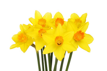 Spray of daffodils