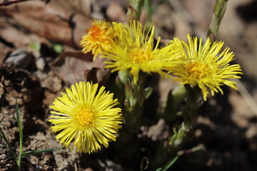 Flowers bloomed in the forest in spring. The flowers are yellow. Primroses. 