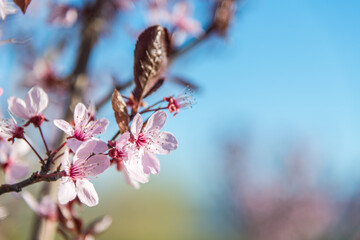 Trees bloom in spring