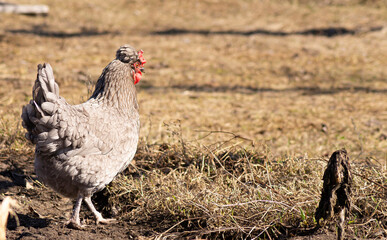 Chicken on a farm on a sunny day in spring
