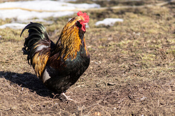 Beautiful cock on the farm on a sunny day