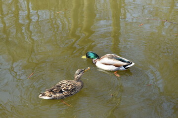 Ducks swim in the city pond.