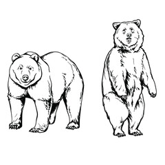 Bear, black and white drawing. Vector illustration isolated on a white background.