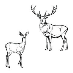 Deer, black and white drawing. Vector illustration isolated on a white background.