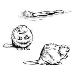 Beaver, black and white drawing. Vector illustration isolated on a white background. © Vasili