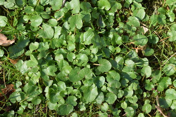 Background and texture, beautiful green plant.