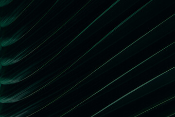 Green palm leaf in rainy season at dark tone, Natural green plants landscape using as a background or wallpaper or backdrop for design work in business advertising.