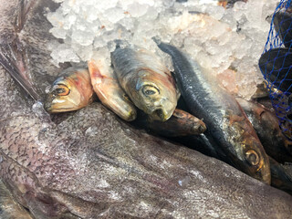 Fresh fish on sale in a fishmonger's shop.