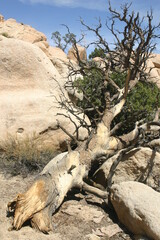 Interesting Rock Formations in Joshua Tree National Park, california, with a Large Dead Tree