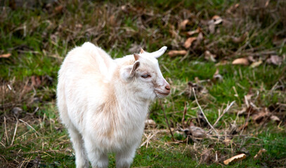 White Young Billy Goat