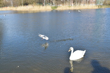 A beautiful white swan posing on a city pond.