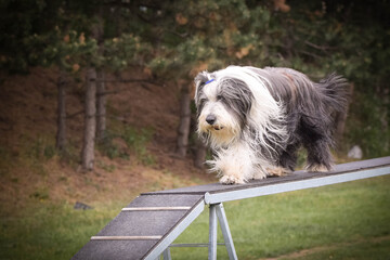 Dog Bearded Collie in agility balance beam.  Amazing day on czech agility competition. They are middle expert it means A2.