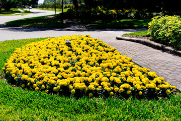 Tagetes Erecta Yellow Flower garden