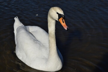A beautiful white swan posing on a city pond.