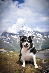 Portrait of border collie on stone in austria nature near to glossglockner.