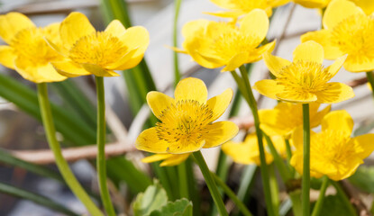 (Caltha palustris) Détail d'une grosse fleur jaune or sur tige rampante du populage des marais ou souci d'eau
