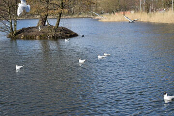 Baltic seagulls swim in the city pond.