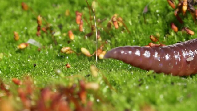 An earthworm is a terrestrial invertebrate that belongs to the class Clitellata, order Oligochaeta, phylum Annelida. They exhibit a tube-within-a-tube body plan.
