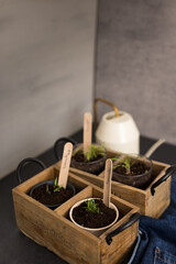 Set of two elegant rustic seedbeds with pepper plants tagged with wooden sticks, where the word "Pepper" is written.