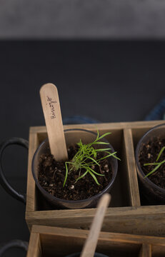 Closeup view of a fennel plant potted in a seedbed tagged with a wooden stick where it is handwritten "fennel".