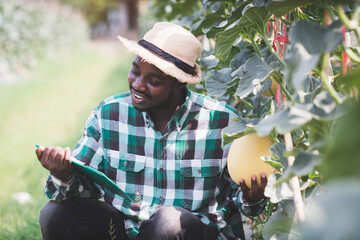 Naklejka na ściany i meble African farmer man checks the melon in a vegetable farm with a smile and happiness