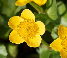 Détail d'une grosse fleur jaune or sur tige rampante du populage des marais ou souci d'eau (Caltha palustris)