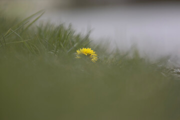 yellow flowers in the water