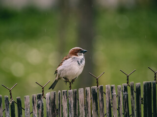 Moineau domestique mâle regardant vers la droite posé sur une clôture en fil de fer et lame de bambou dans un jardin - fond d'image flou, focus sur l'oiseau