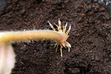 Leaf petiole cutting of African violet (Saintpaulia hybrida) rooted in the water