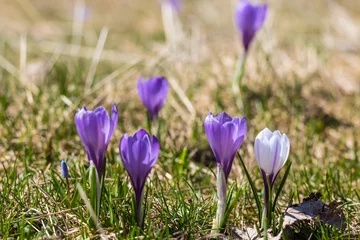 Fotobehang Krokus Gros plan sur des crocus sauvage dans une prairie de montagne dans le Vercors (Isère, France)  © Ldgfr Photos