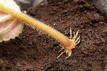 Leaf petiole cutting of African violet (Saintpaulia hybrida) rooted in the water