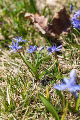 Gros plan sur des crocus sauvage dans une prairie de montagne dans le Vercors (Is&egrave;re, France)