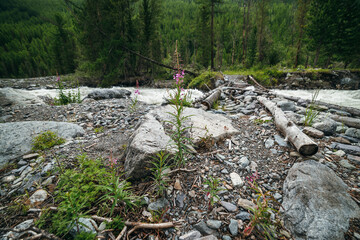 Beautiful scenery with small pink flowers of fireweed on background of fast turbulent mountain river with log bridge in blur. Scenic landscape with blooming sally and wood bridge across mountain river