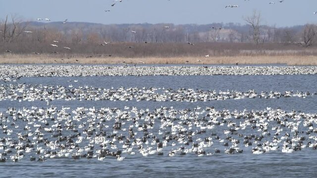 Snow geese migration at the Loess Bluffs National Wildlife Refuge in northwest Missouri