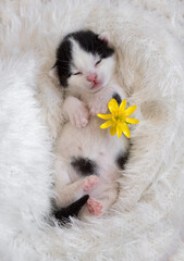 black and white newborn kitten is sleeping sweetly, lying on its back in a soft knitted blanket. Deep sleep of a feline child. Nearby is a bright yellow flower. Coziness and tenderness of pets